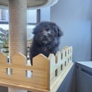 도그마루 강아지 고양이 천안아산점 이미지