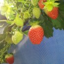 주영농장 이미지