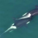 GROOMING-J 이미지