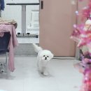 까리하개 이미지