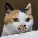 루세떼 | [고양이 장례 후기] 첫 고양이 이브를 떠나보내며...(경기 광주 21그램 이용 및 루세떼 제작 후기)