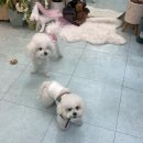 도키즈 수제간식 | [구미/원평동] 반려동물 케이크, 수제간식🐶 '더마이무'