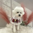 더 이쁘개 이미지