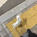 3900원의 행복 | 414 블랙데이 홍콩반점 습격! 짜장면 3,900원의 행복 &amp; 탕수육 포장 할인 (내돈내산)