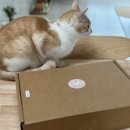 해리스힐 | 고양이 창문 해먹 / 해리스힐 / 접이식 캣타워 후기