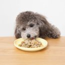 라이크펫 이미지