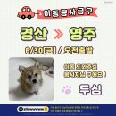 [함안보호소 유기견] 6.30(금) 오전출발 ✔️ 경북 경산 》경북 영주 &#34;두심이&#34; 이동 봉사자를 구합니다. 이미지