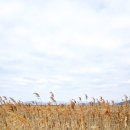 정류장_순천만습지(3260556) | 끝없이 펼쳐진 갈대밭이 감싸고 있는 겨울 순천만 습지에서 반나절 (ft. 스카이큐브)