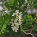 경기둘레길 안성43코스 이미지