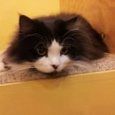 러브 스핑크스 이미지