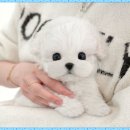 미유펫 강아지고양이 구미점 이미지