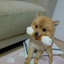 미용하러오개 | 우리 심바도 포메라니안 곰돌이컷 변신했어요 ( 평택 애견미용샵 토이박스 추천 )