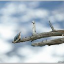 나무와 새 이미지