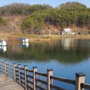 명품 벚꽃 길 이미지