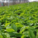 평창농원 이미지