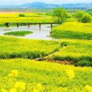 한수제 일원 | 나주 영산강 유채꽃 명소 &amp; 현지 맛집까지- 2026 🌼
