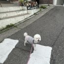 트레밍MM 이미지