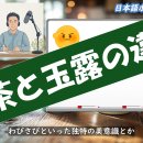 「抹茶と玉露の違い!!!」最近の「気になる話題」/日本語ポッドキャスト 이미지