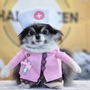 체크인독 애견유치원 이미지