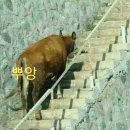 대박드림복권 이미지
