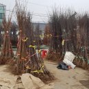 탑리목장 네이버블로그