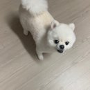 댕댕이도 나도 너무 마음에드는 풍암동애견미용실 개똥이와야옹이 후기