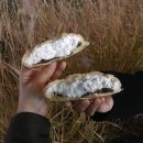 푸하하크림빵(FUHAHA CREAM BREAD)
