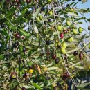 올리브원 이미지