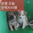 보령 새끼 강아지들 곧 안락사시행 / 25만원&이동봉사 지원해드립니다 이미지