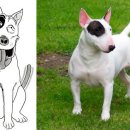 바우와우 이미지