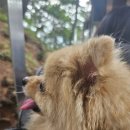 구재봉자연휴양림(하동) | 하동 반려견 동반 휴양림 구재봉 자연휴양림