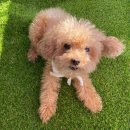 애견카페 제니콩콩 이미지