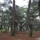 송림톱밥 이미지