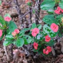 채송화펜션 이미지