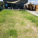 멍멍아 여기어때 이미지