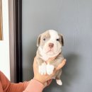 함께 있어줄개 이미지