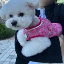 (주)비와이씨마트(BYC마트) | BYC 개리야스 스타필드 코엑스팝업 방문기🐶 겨울 옷장 업데이트 완료!/현재 하남스타필드팝업중~!!