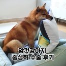 오라켄넬 | 암컷 강아지 중성화수술 후기, 비용 및 관리