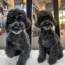 펫바스로 동탄 이미지