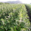 경산참기름 이미지