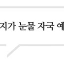 강북에이스애견미용학원 이미지