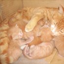 외룡카포스 이미지