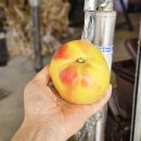 밤재농장 이미지