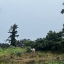 아띠꼬망 이미지