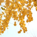 계수나무토끼한마리 이미지