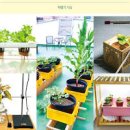 수경재배 용기 재료와 심는법 이미지