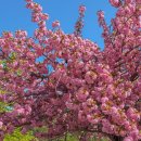 벚나무공원 화장실 | 미사경정공원 겹벚꽃 명소 주말 방문 후기 :: 이번 주 절정ㅣ명당 추천ㅣ주차 꿀팁ㅣ애견동반ㅣ화장실 위치