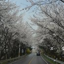 ＜옥천여행＞ 화려한 벚꽃으로 하늘을 가리고 자동차로 벚꽃터널을 지나는 기분은? 옥천 벚꽃길 이미지