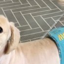 센트럴 펫살롱 이미지