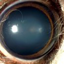 24시 스탠다드 동물의료센터 이미지